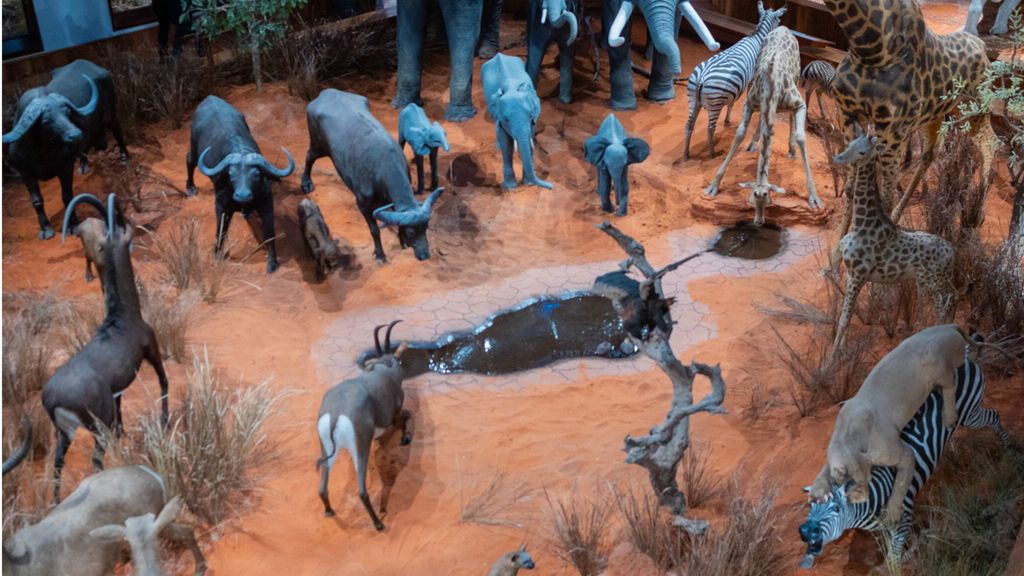 In Mozambico ha riaperto il Museo di Storia Naturale di Maputo