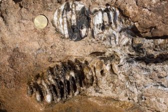 Resti di un elefante nano trovati in Sicilia