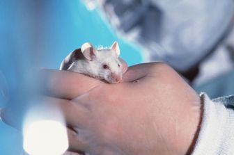 topo laboratorio ricerca (Agf)