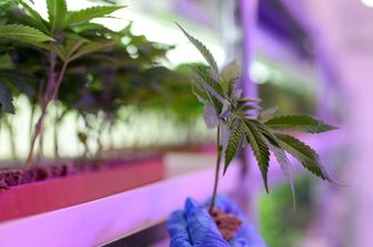 Cannabis terapeutica