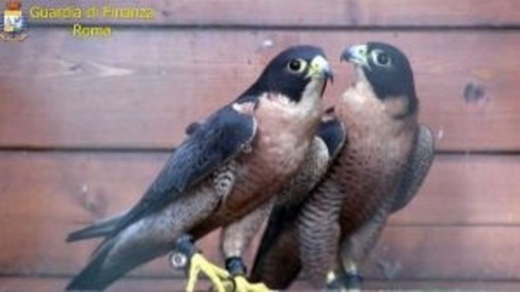 I due falchi pellegrini sequestrati dalla Gdf all'aeroporto di Fiumicino