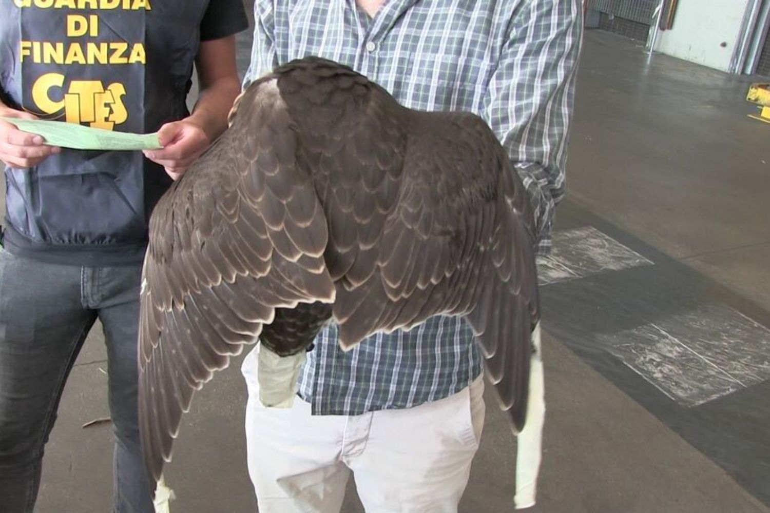 Un falco salvato dalla Guardia di Finanza all'aeroporto di Fiumicino