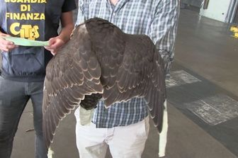Un falco salvato dalla Guardia di Finanza all'aeroporto di Fiumicino