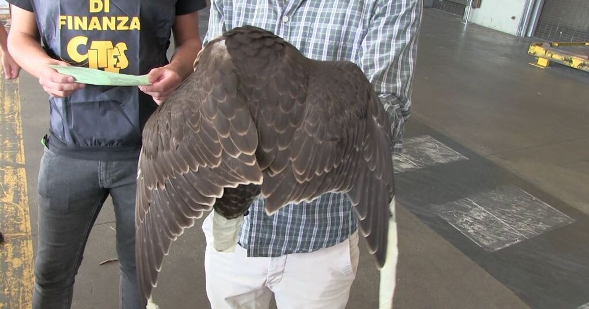 Tra falchi e tartarughe, cresce il traffico illegale di animali selvatici
