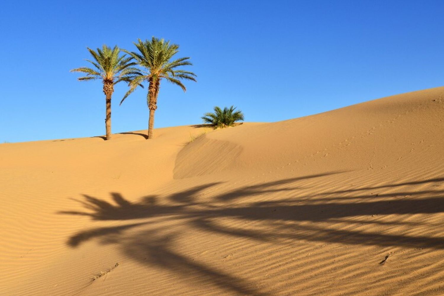 Deserto del Sahara