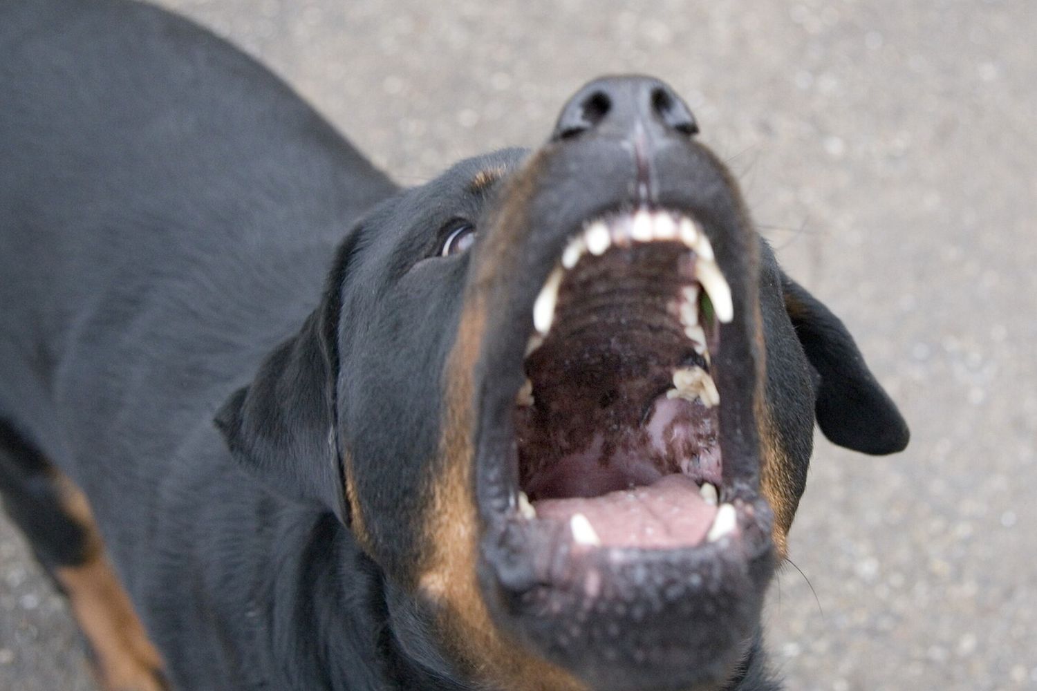 Un cane Rotweiller