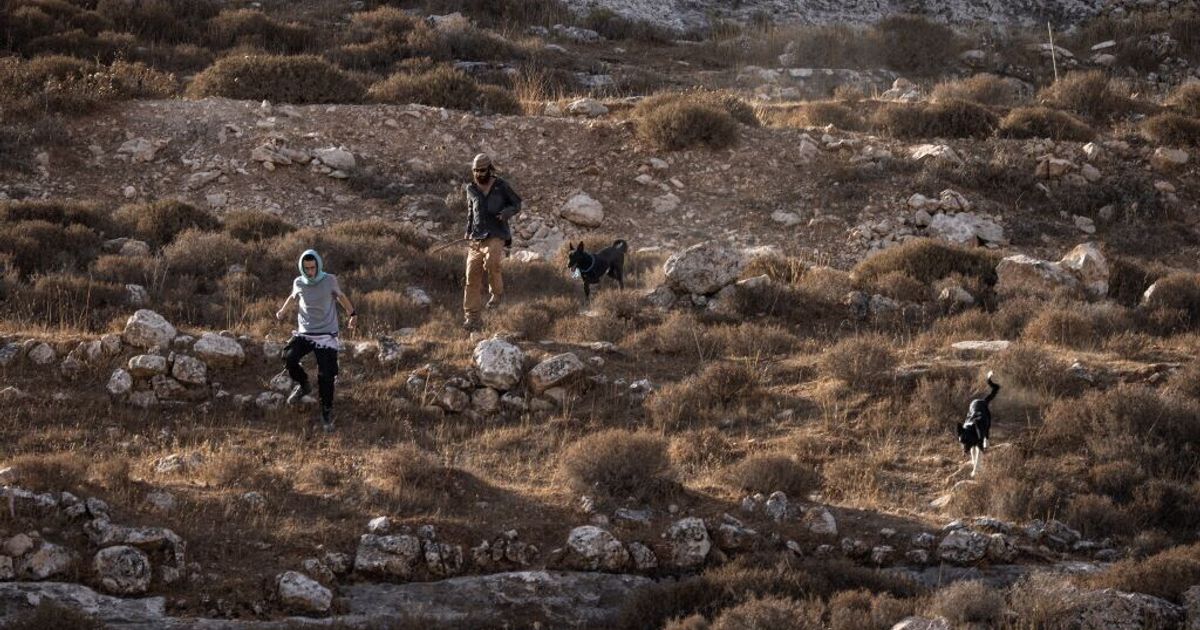 Israeli Settlers Attack European Diplomat Convoy in West Bank Olive Grove
