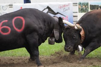 In Valle d'Aosta la Bataille des Reines