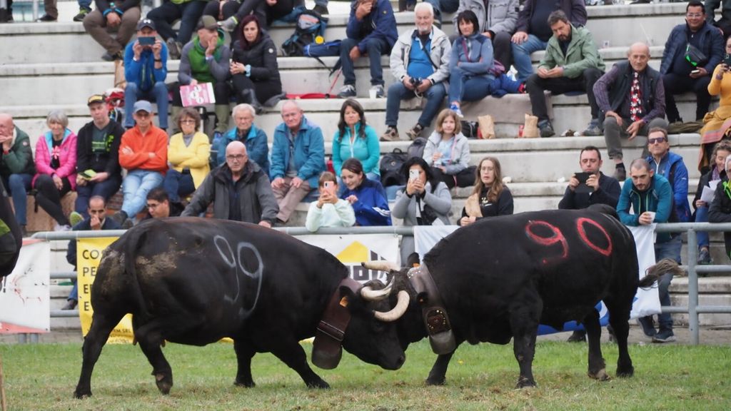 In Valle d'Aosta la Bataille des Reines