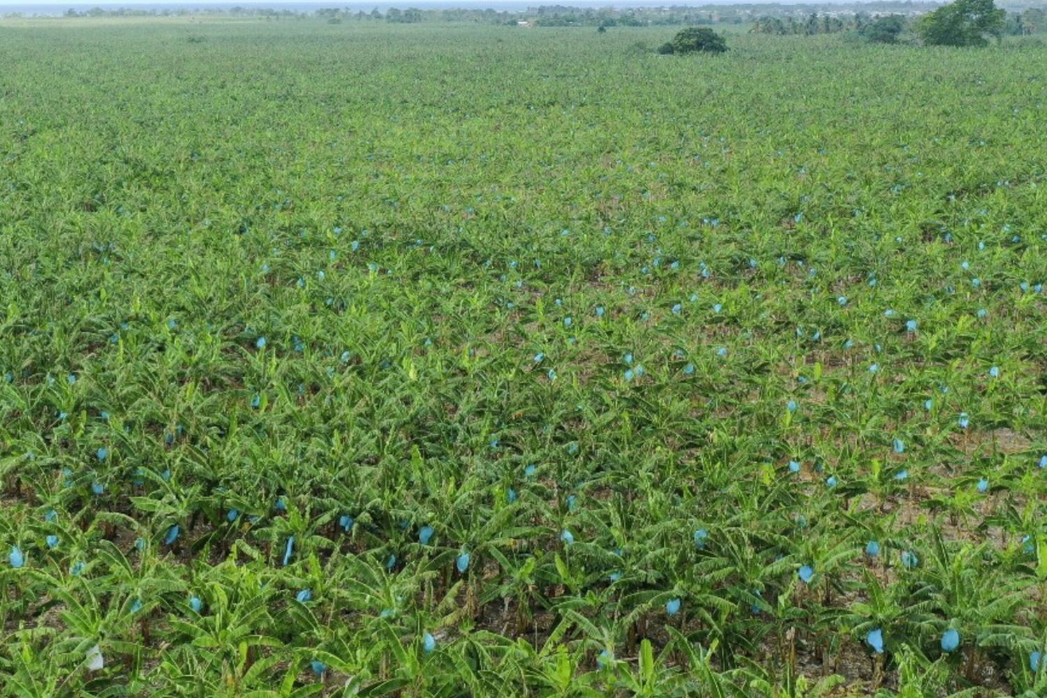 Piantagione di banani