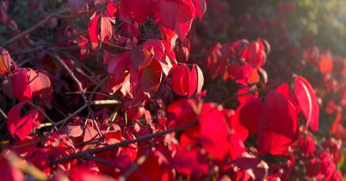 ニューヨークの秋はセントラルパークの紅葉も見どころ