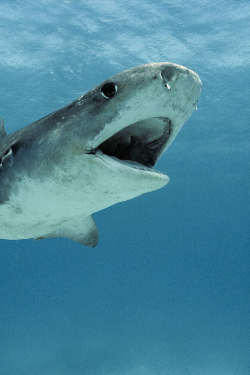 Squalo nel Mar Rosso&nbsp;