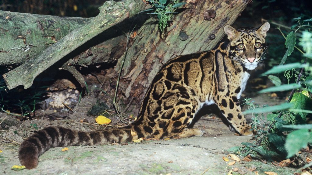 Il leopardo nebuloso