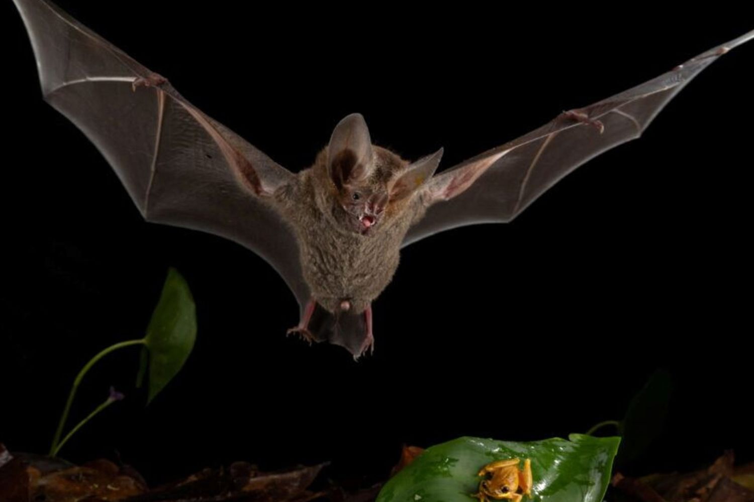 I pipistrelli cacciano meglio dei leoni: la sorprendente strategia dei Trachops cirrhosus