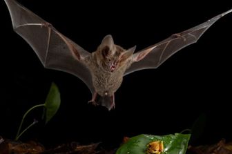 I pipistrelli cacciano meglio dei leoni: la sorprendente strategia dei Trachops cirrhosus