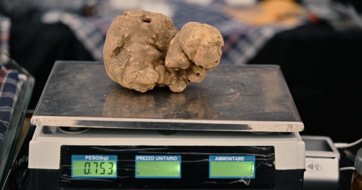 citt224 di castello da guinness trovato un tartufo di 750 grammi