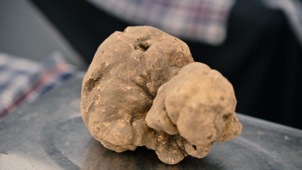 Tartufo bianco, Città di Castello