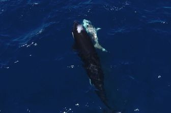 Un’orca nuota accanto a uno squalo con una ferita visibile