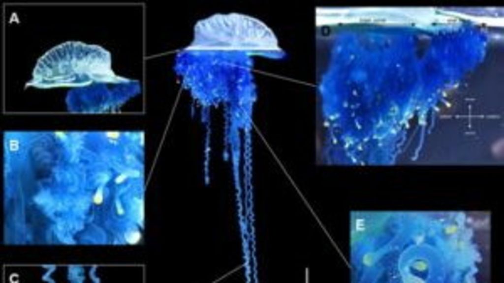 Giappone, scoperta una nuova specie di medusa