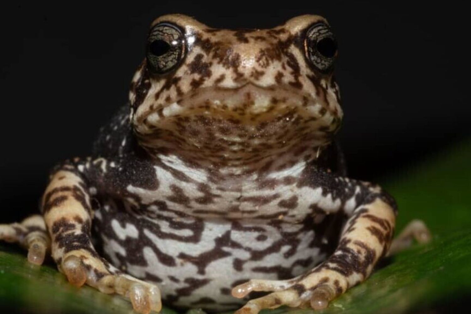 Una delle specie di rospo, Nectophrynoides luhomeroensis