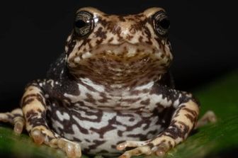 Una delle specie di rospo, Nectophrynoides luhomeroensis