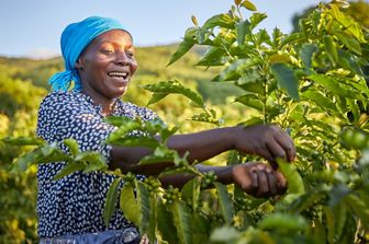 Au Malawi l'Italie soutient la stratégie nationale du café