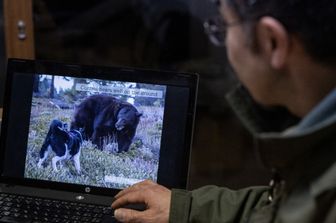 Emergenza orsi in Giappone