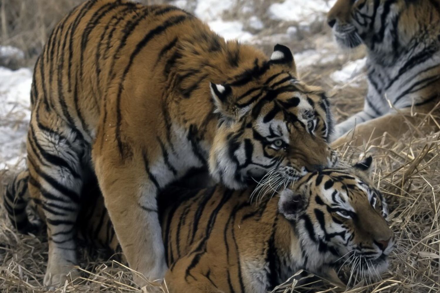 Tigri di Amur siberiane