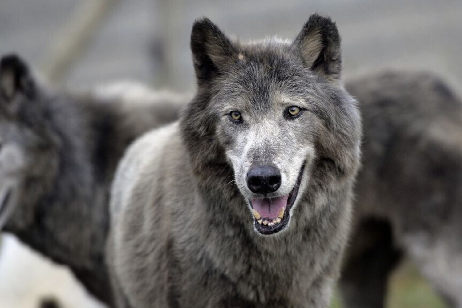 I veleni silenziosi che uccidono i lupi italiani