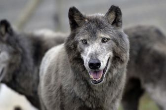 I veleni silenziosi che uccidono i lupi italiani