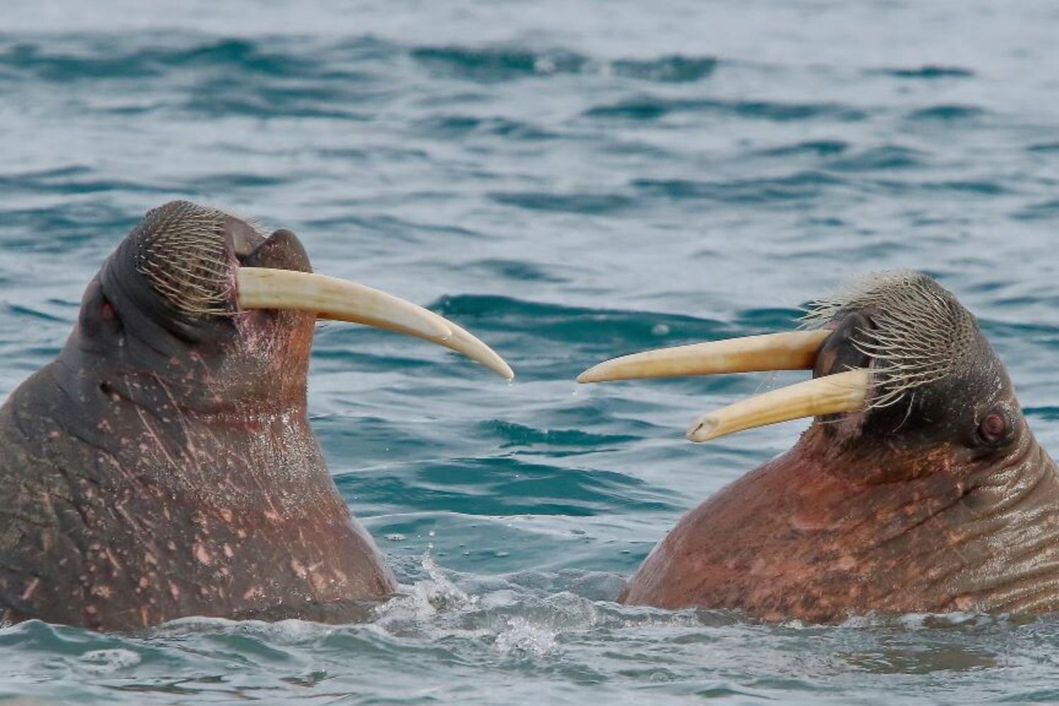Elefanti marini