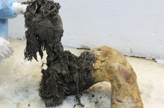 Una delle zampe di Yuka, che illustra l’eccezionale conservazione della parte inferiore della zampa dopo la rimozione della pelle, che ha permesso il recupero di antiche molecole di RNA