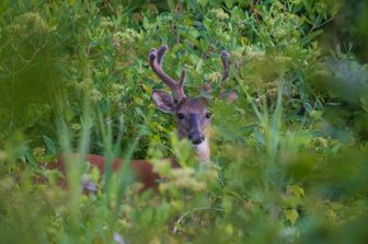 Allergia carne, zecca