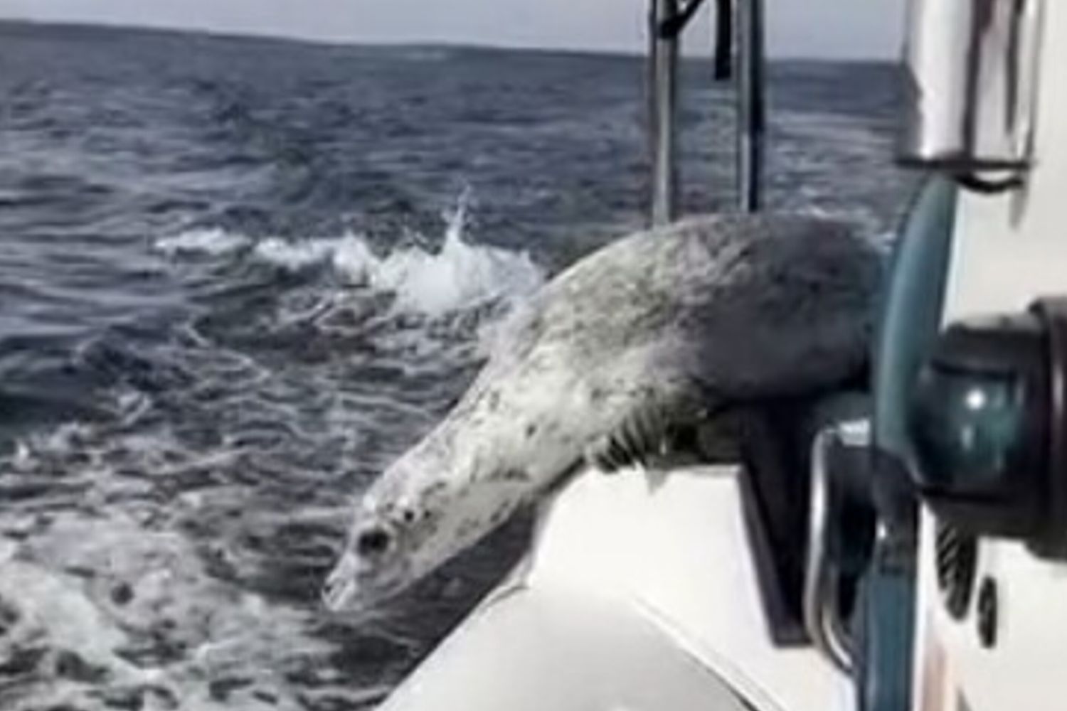 Sfugge a un branco di orche e chiede aiuto a una barca. L'astuzia di una foca [VIDEO]