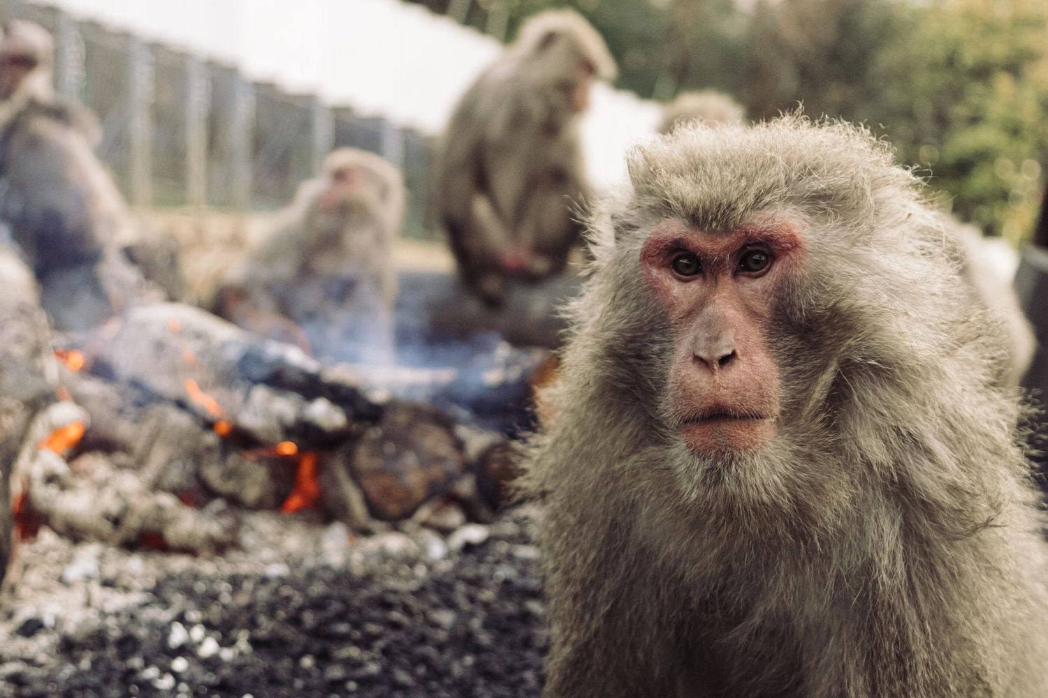 Sri Lanka senza luce per colpa di una scimmia