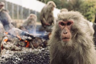 Sri Lanka senza luce per colpa di una scimmia