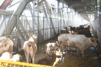 Tremila mucche bloccate su una nave in Turchia, rischiano di morire