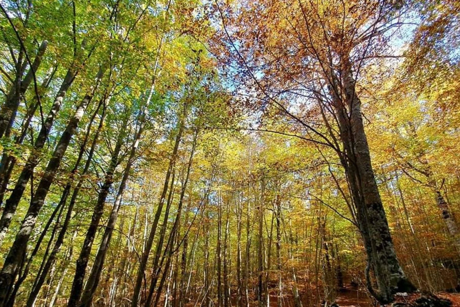 I boschi di PIaggine, nel Salernitano