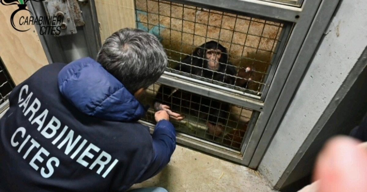 scimpanz233 in catene a siracusa salvato dai carabinieri