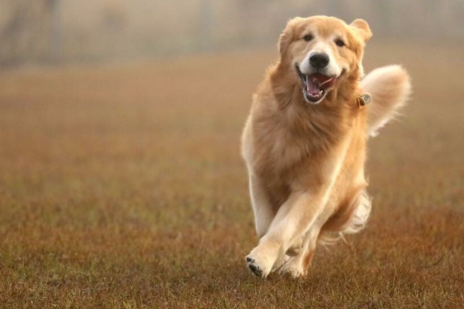 Gli stessi geni guidano il comportamento di golden retriever e umani