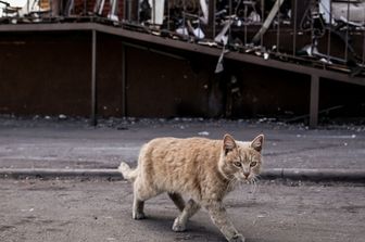 La Nuova Zelanda vuole eliminare tutti i gatti randagi. "Sono assassini a freddo"