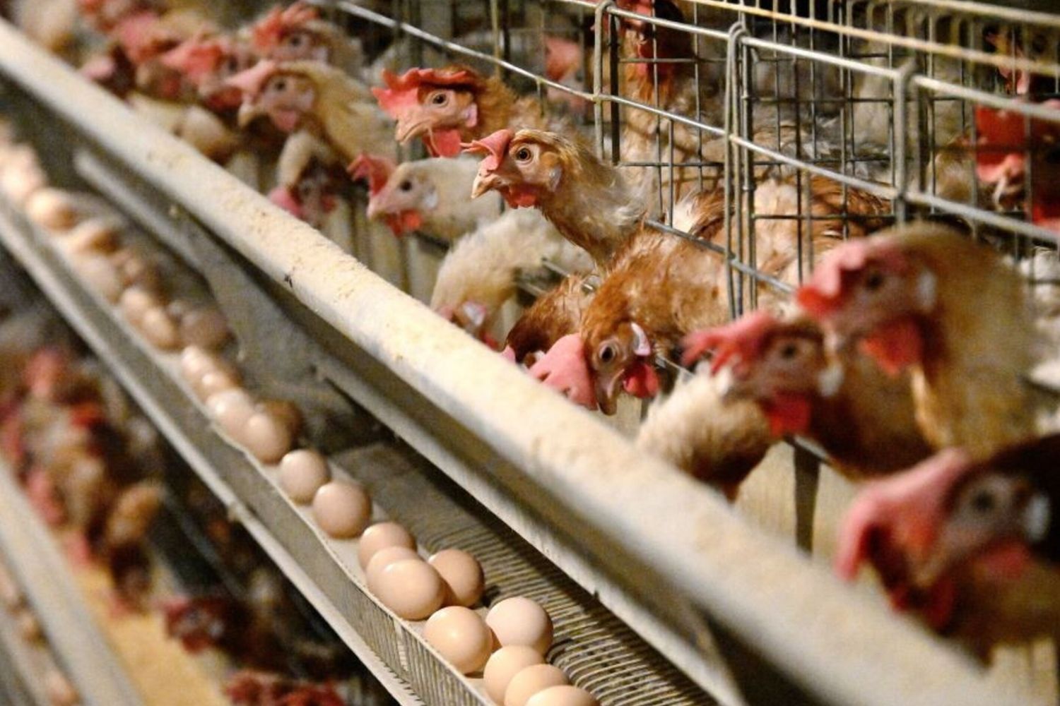 Allevamento di polli