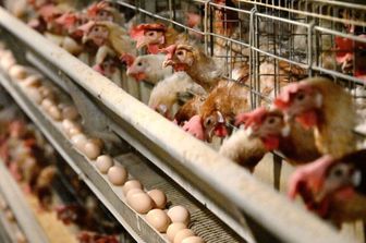 Allevamento di polli