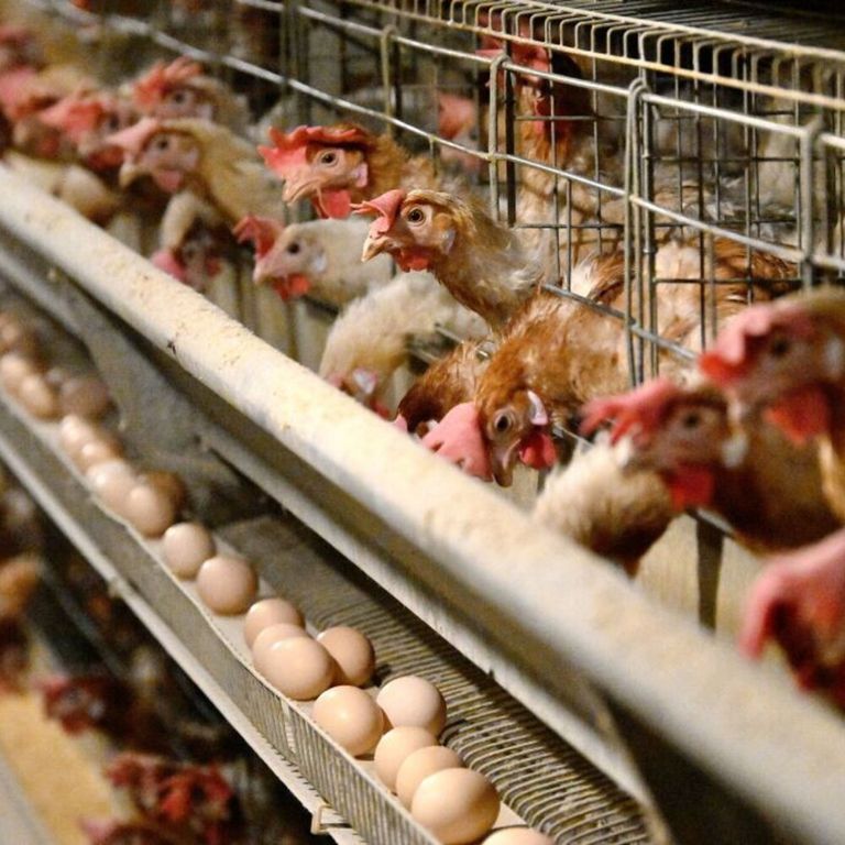 Allevamento di polli
