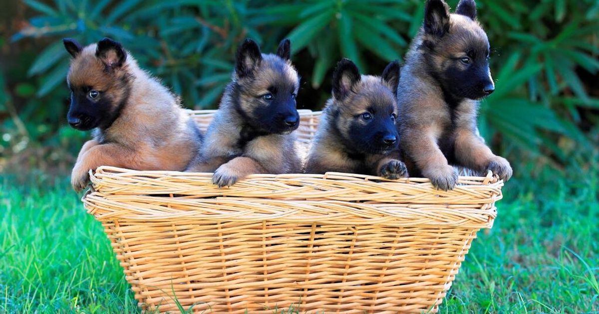 abbandona 18 cuccioli i cagnolini salvati dai carabinieri