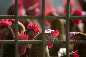 &nbsp;Allevamento di polli