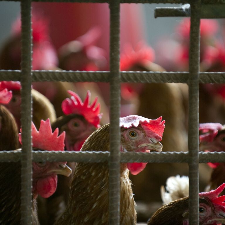 &nbsp;Allevamento di polli