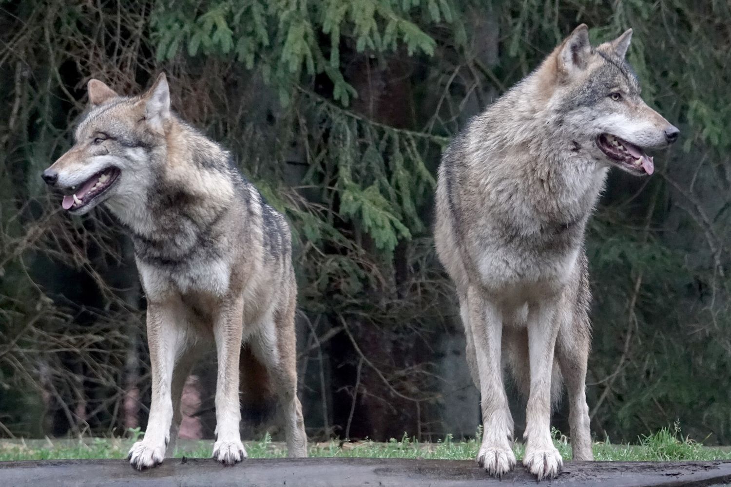 Lupi 'killer' terrorizzano l’India: tiratori e droni per fermare gli attacchi