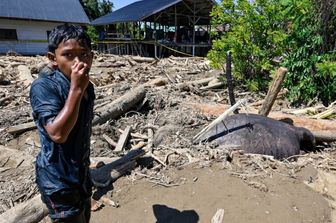 Un elefante di Sumatra morto sepolto nel fango in una zona colpita dall'alluvione a Meureudu