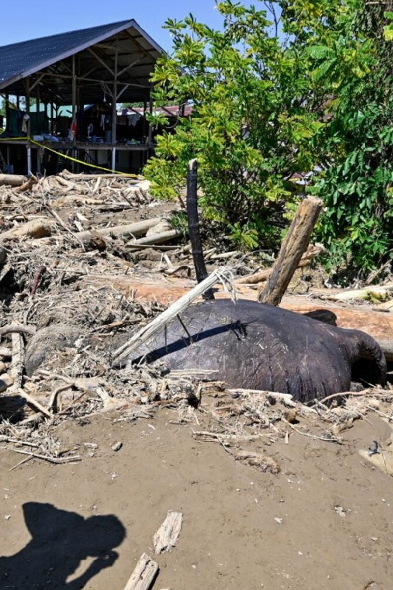 Un elefante di Sumatra morto sepolto nel fango in una zona colpita dall'alluvione a Meureudu